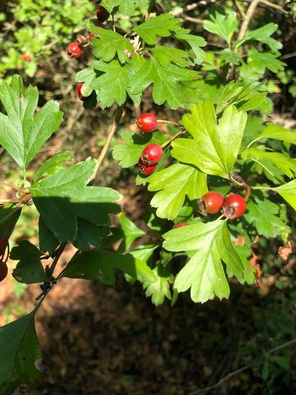 Biancospino 27