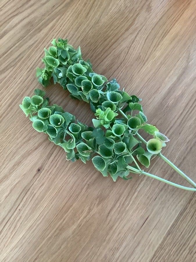 Glockenblume 3