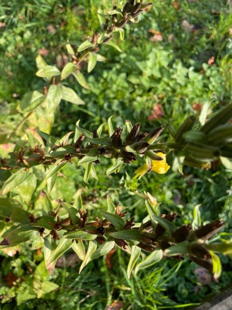 Enagra parviflora 4