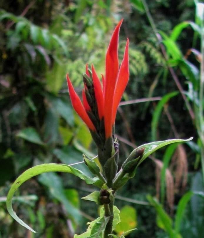 Aphelandra 3