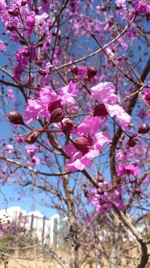 Physocalymma 5
