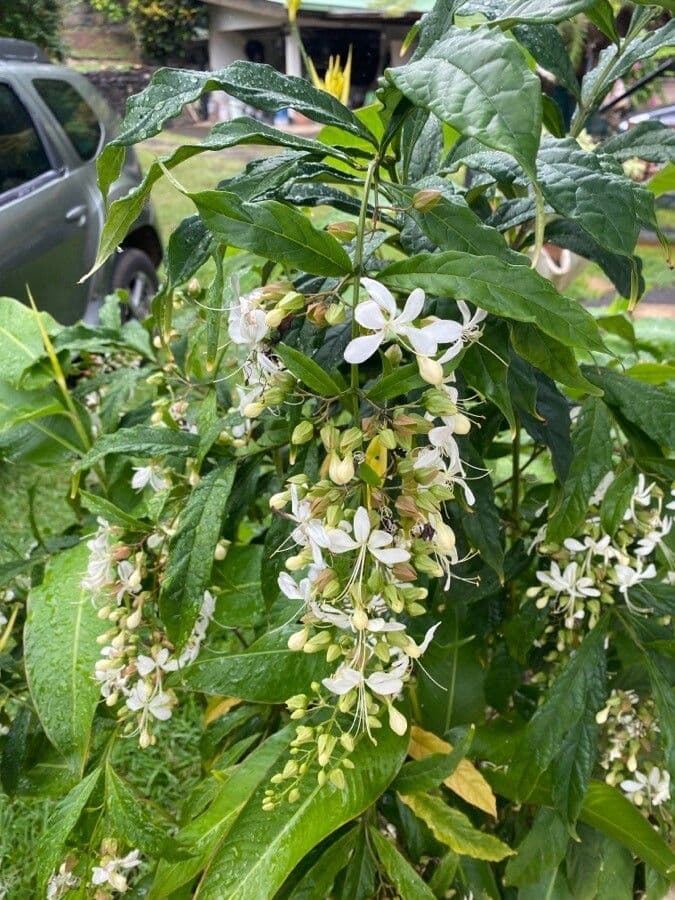 Clerodendrum indicum 9