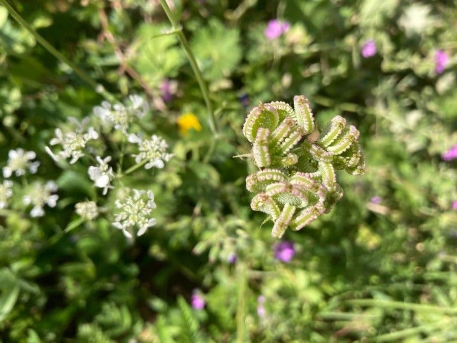 Tordylium apulum