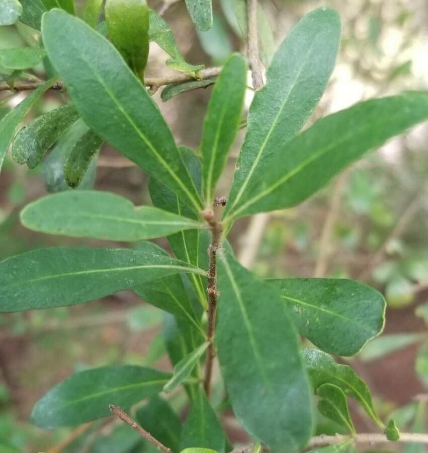 Bursaria spinosa 15