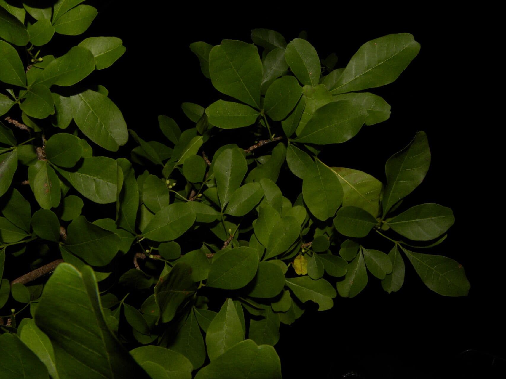 Trichilia 14