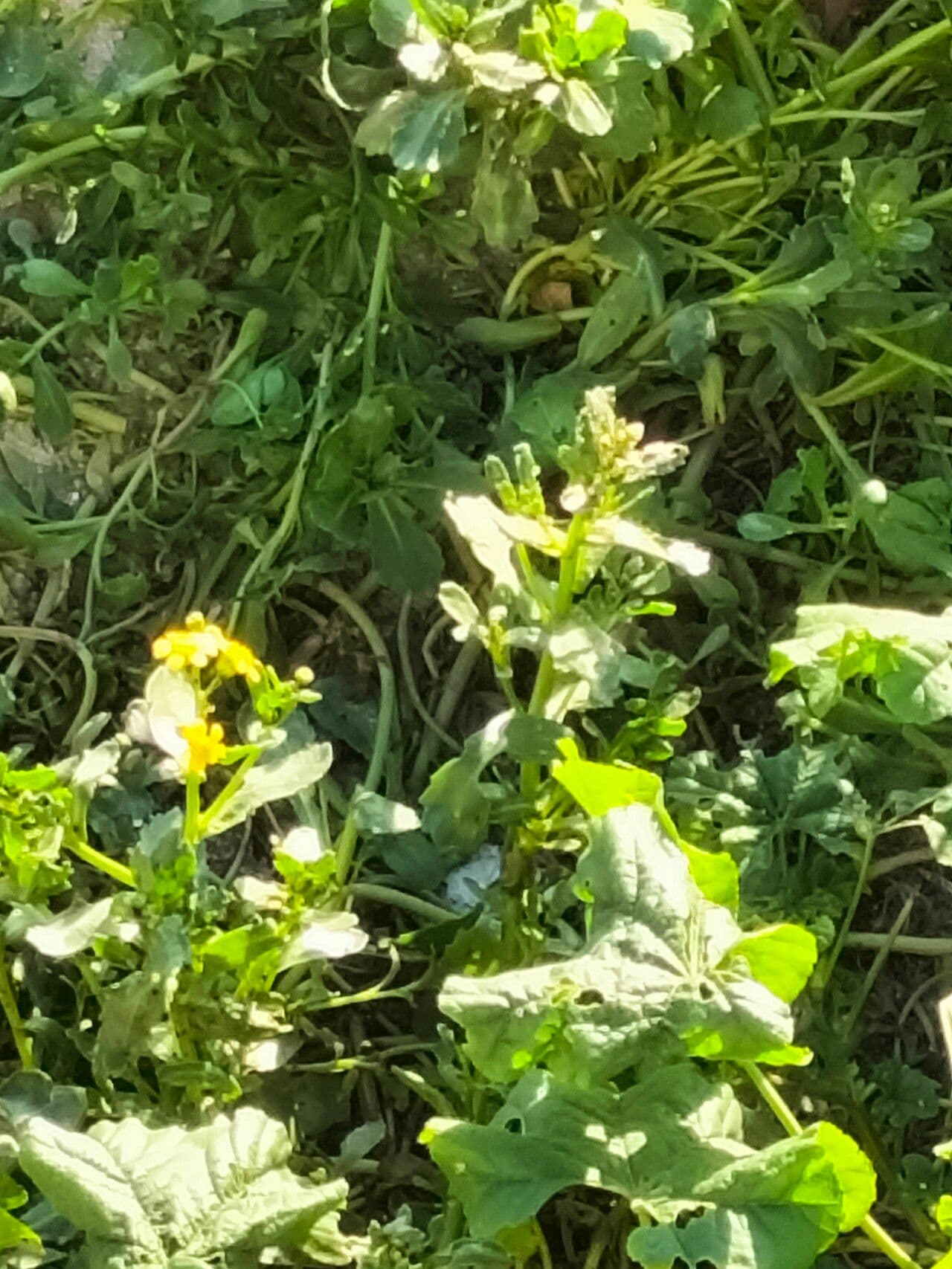 Senecione 3