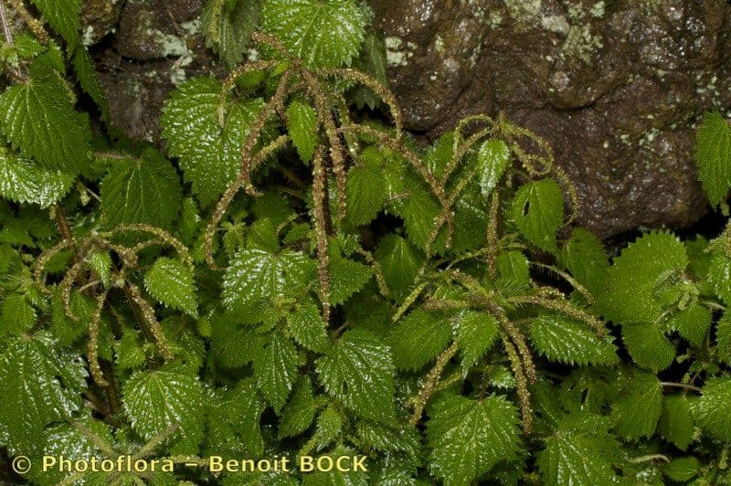 Ortica morifolia 18