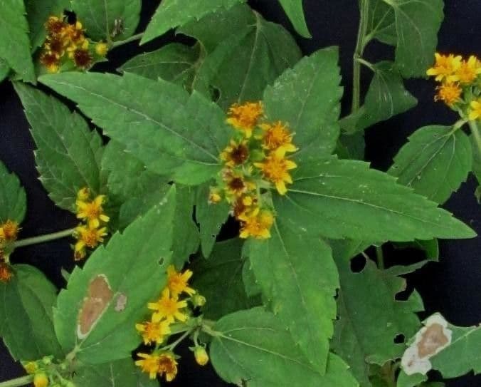 Calea urticifolia 12