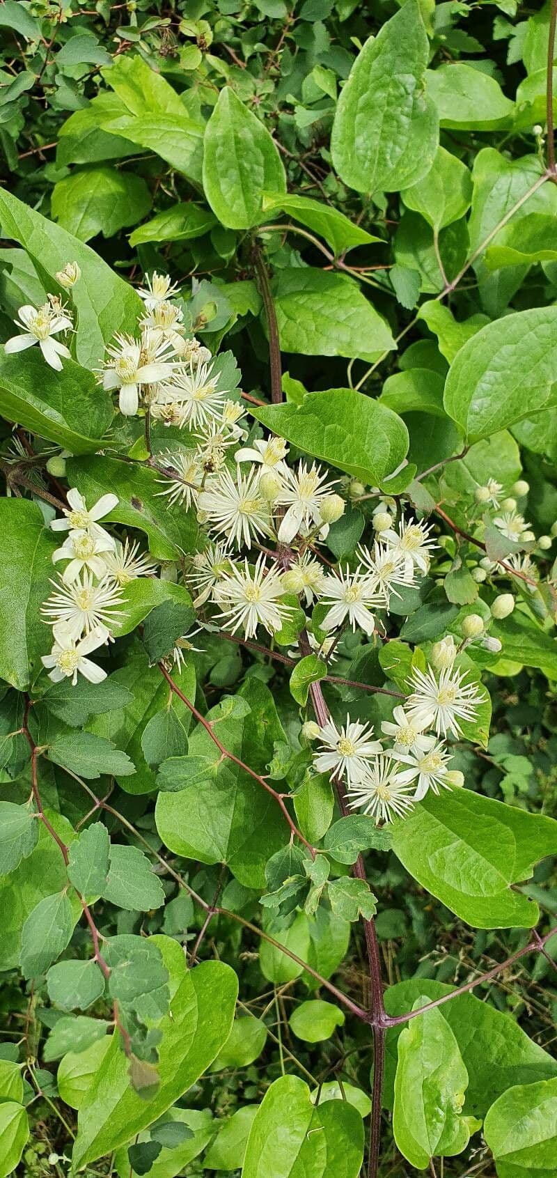 Clématite rameuse 5