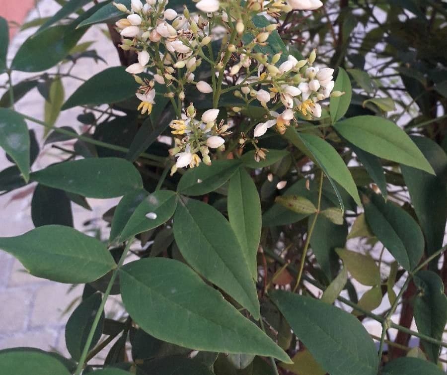 Nandina 9