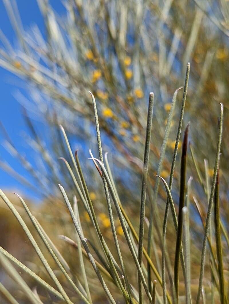 Acacia 3