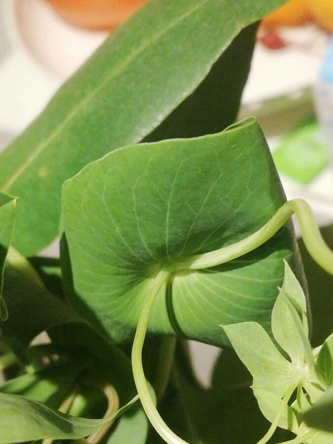 Bupleurum rotundifolium 19