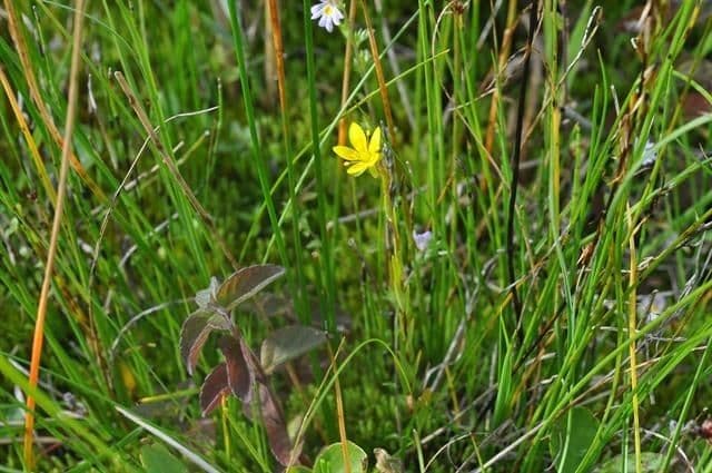 Sassifraga hirculus 11