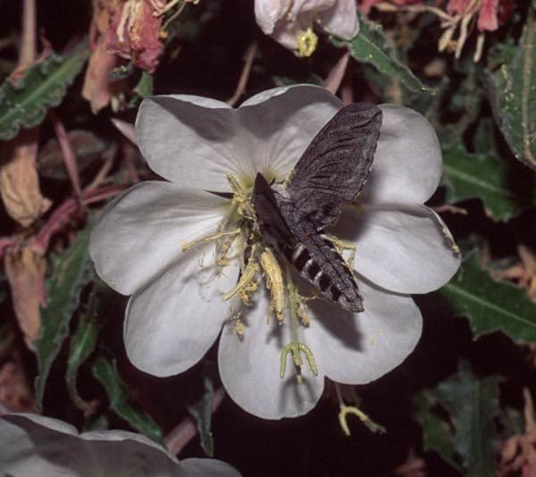 Enagra cespitosa 2
