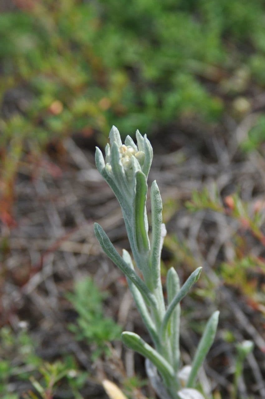 Pseudognaphalium stramineum 9