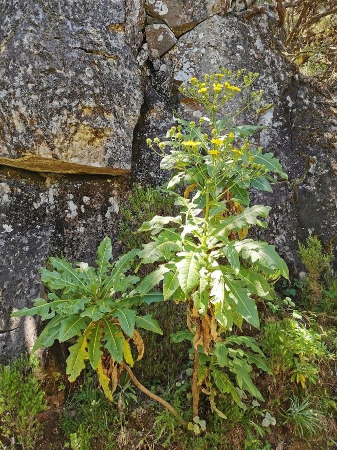 Strauchdistel 8