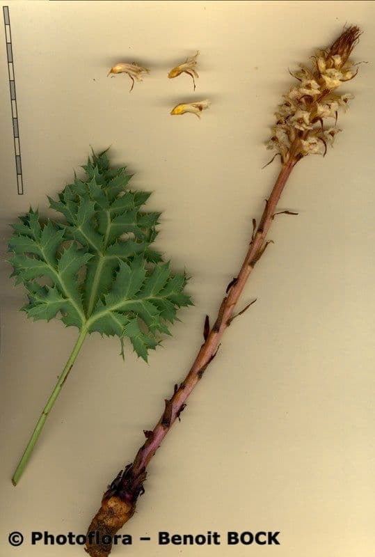 Orobanche amethystea 30