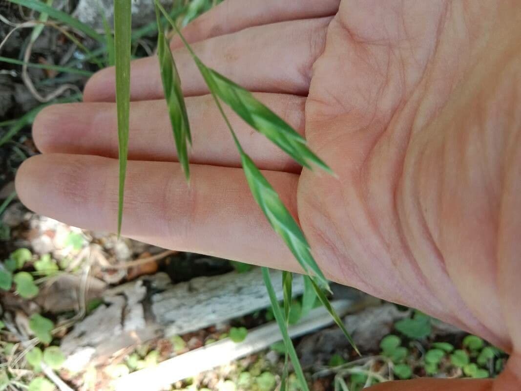 Cebadilla 4