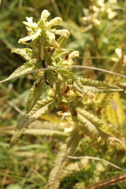 Pedicularis lanceolata