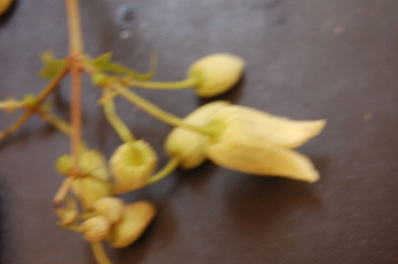 Clematis connata 3