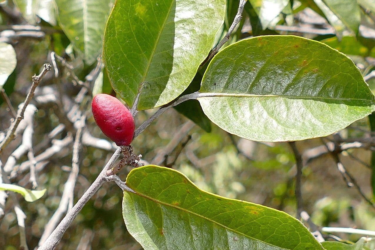 Hunga