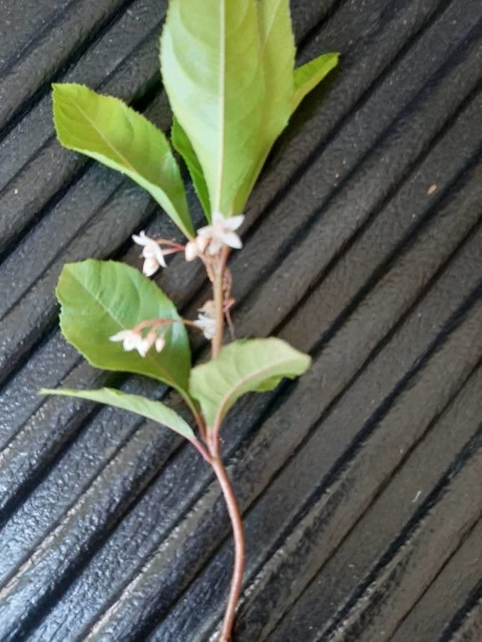 Ardisia crenata 20