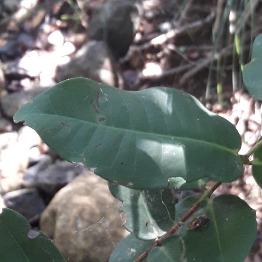 Syzygium 13