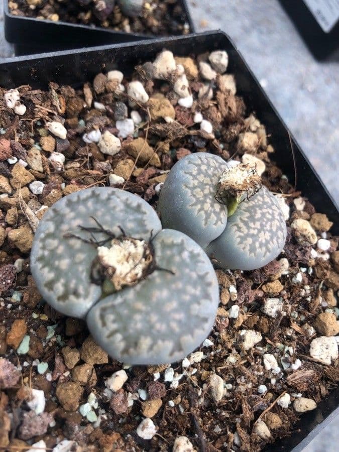 Lithops 5