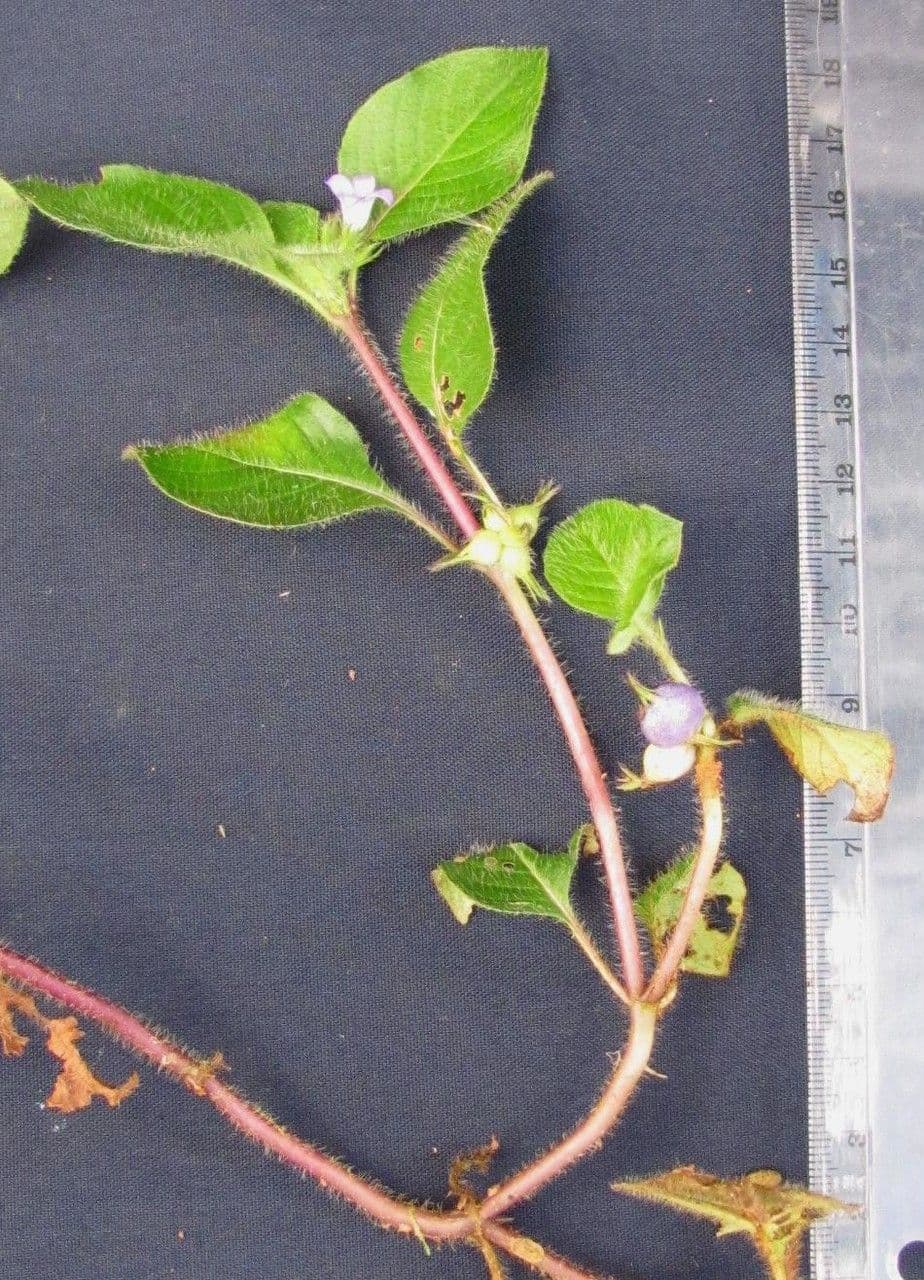 Coccocypselum 27