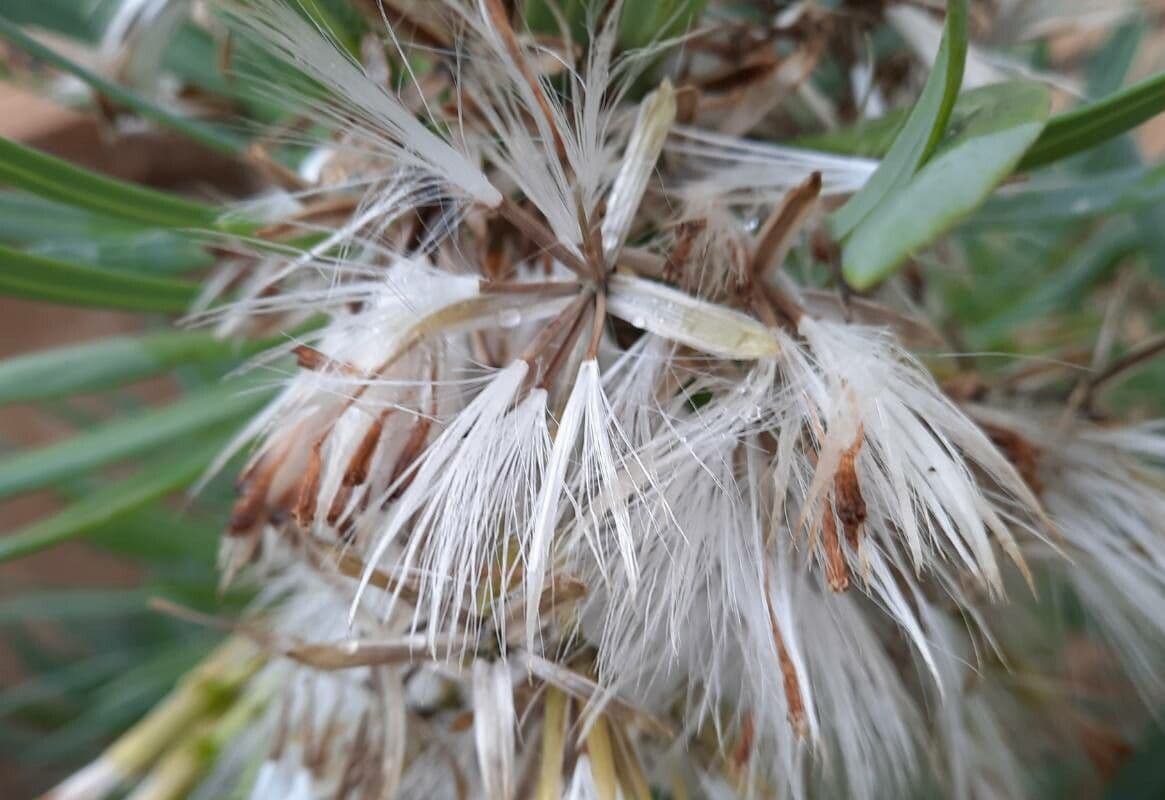 Kleinia 5