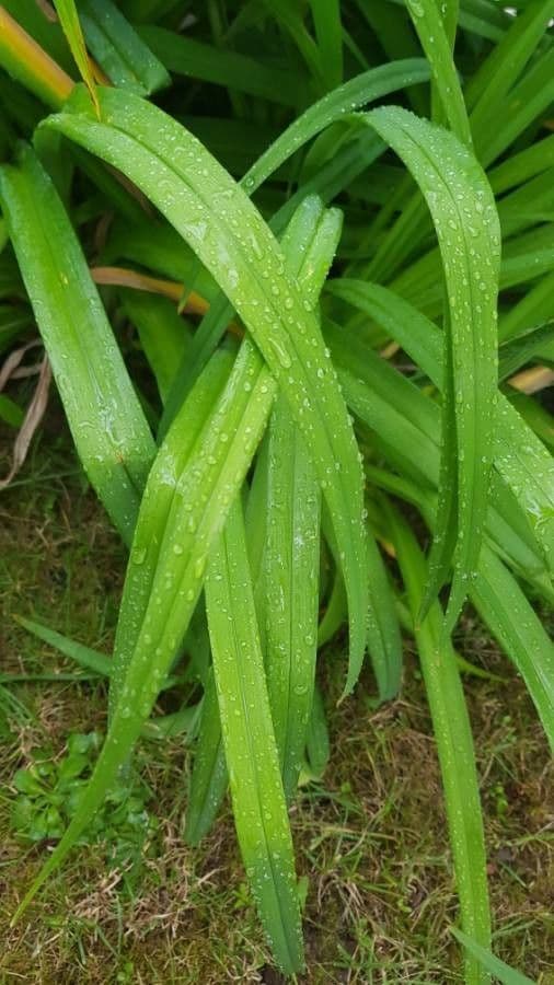 Emerocallide fulva 19