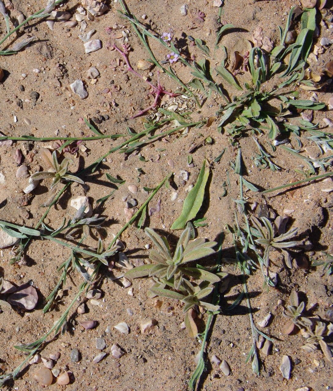 Iskerník plazivý 12