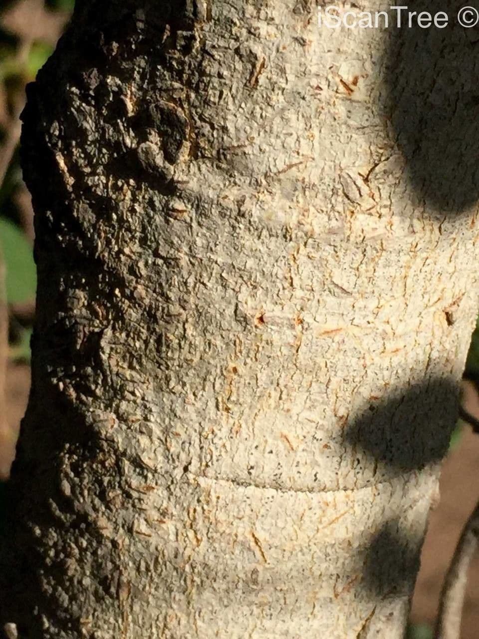Pseudolachnostylis 13