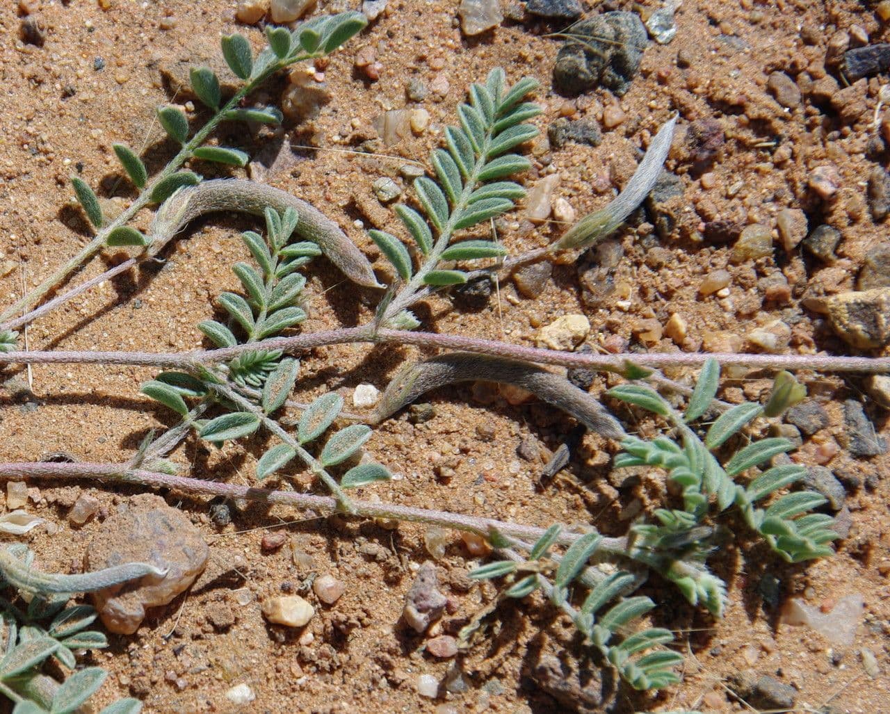 Astragalo 15