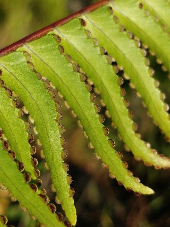 Nephrolepis