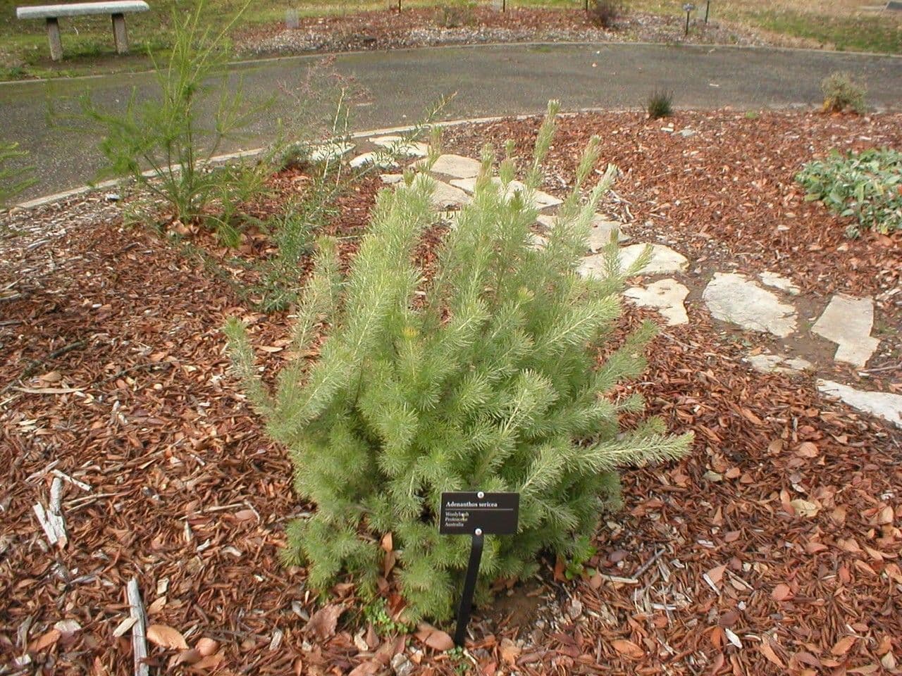 Adenanthos 11