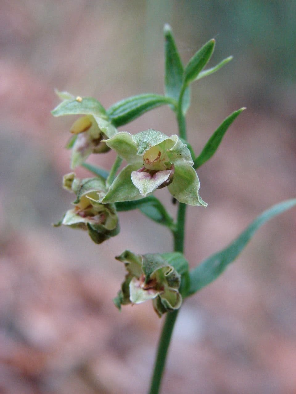 Epipactis 2