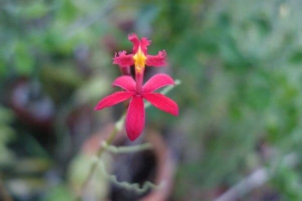 Epidendrum ibaguense 7