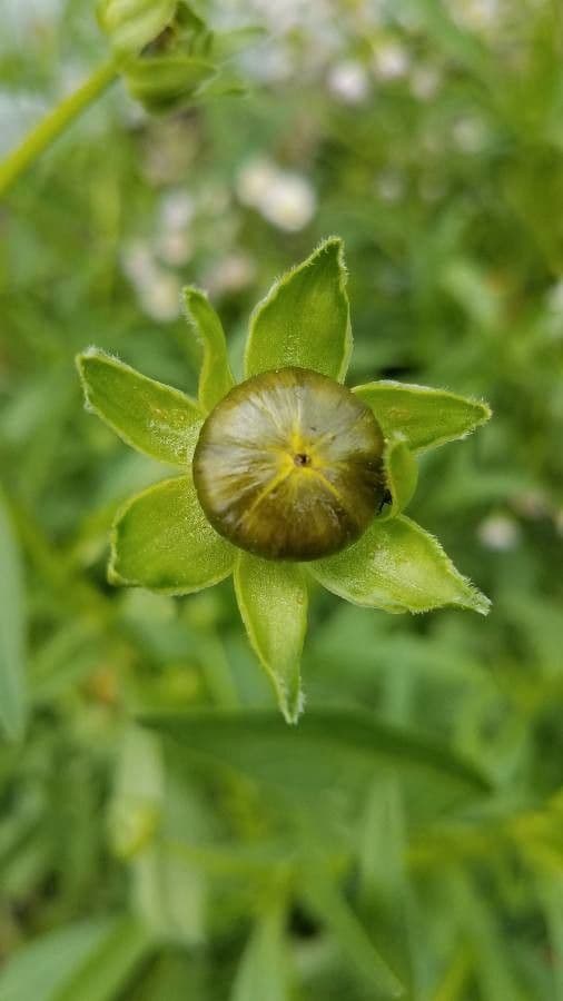 Coreopsis lanceolata 27