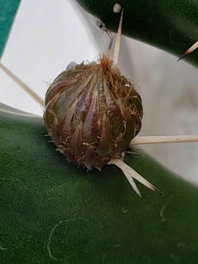 Harrisia