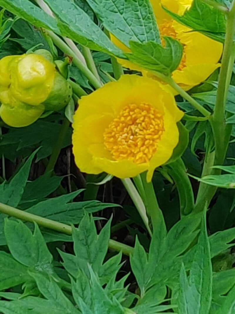 Peonia 6