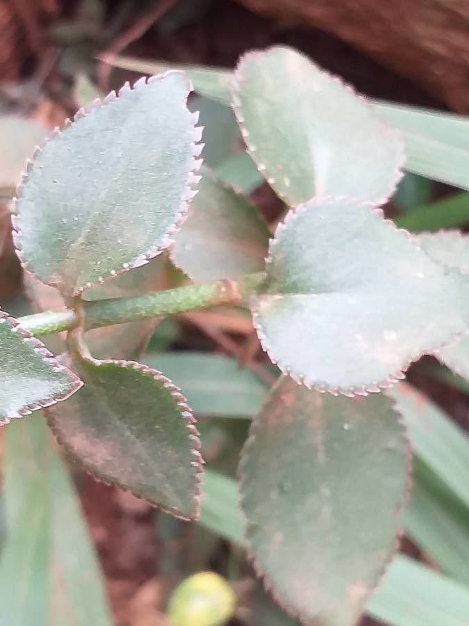 Kalanchoe 3