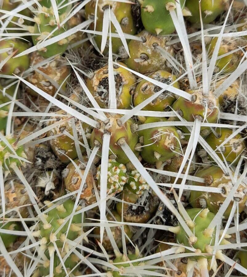 Maihueniopsis 5
