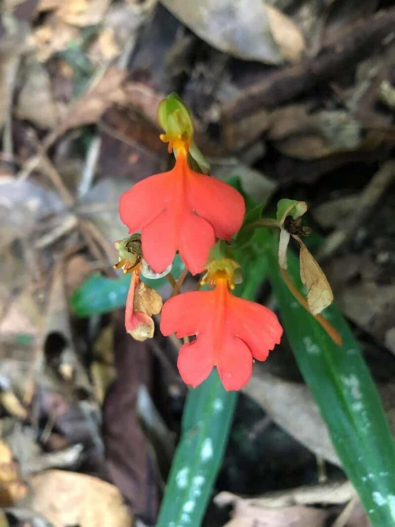 Habenaria