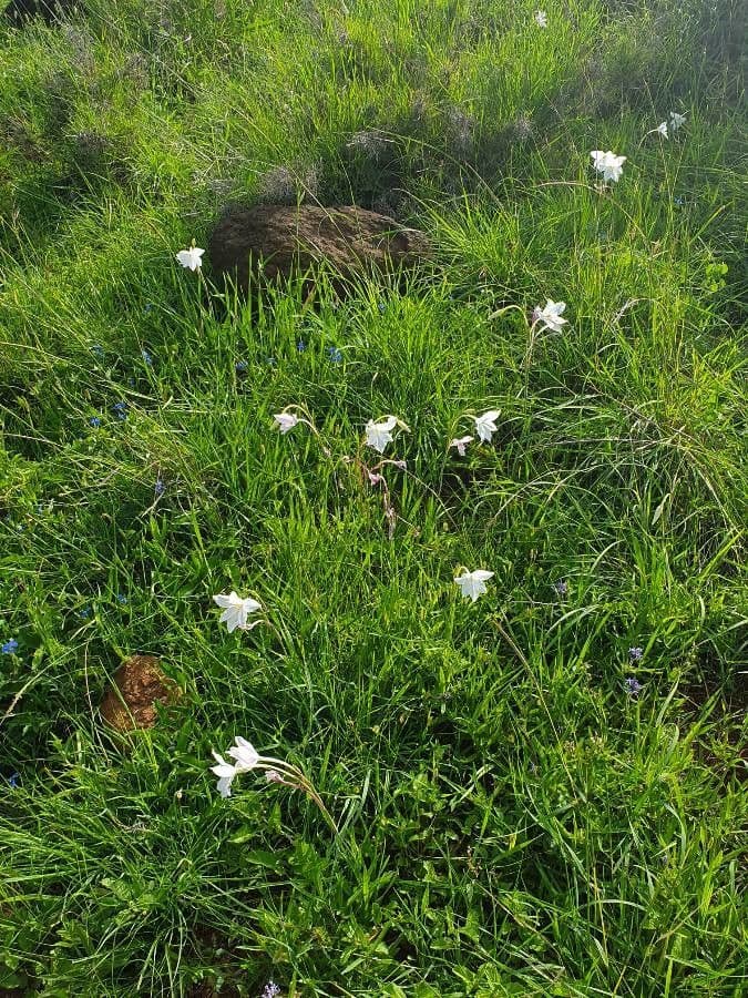 Gladiole 16