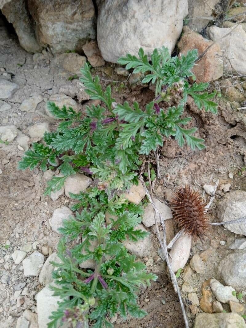 Verbena prostrata 12