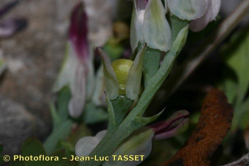Fumaria macrosepala 3