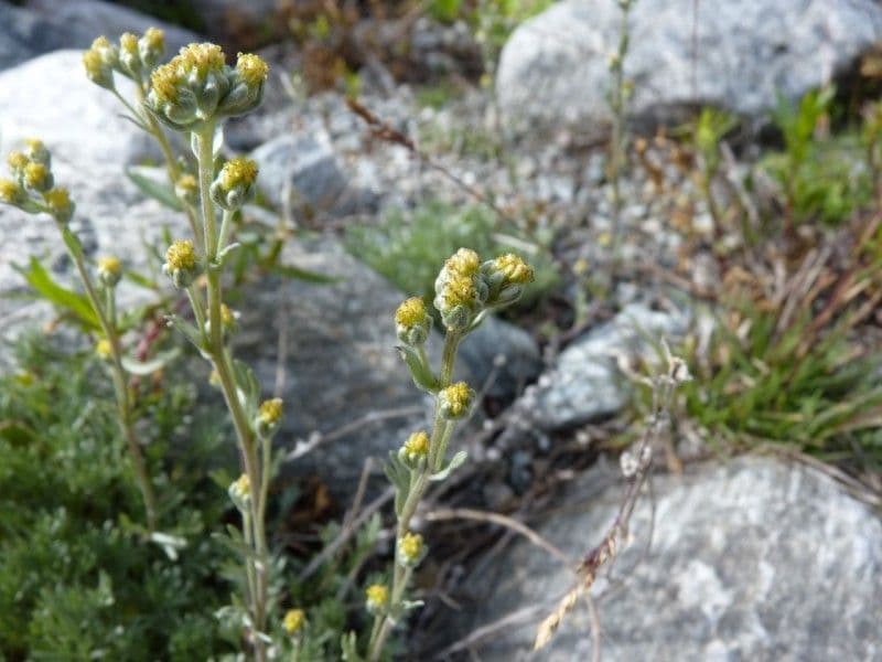 Artemisia a ombrella 5