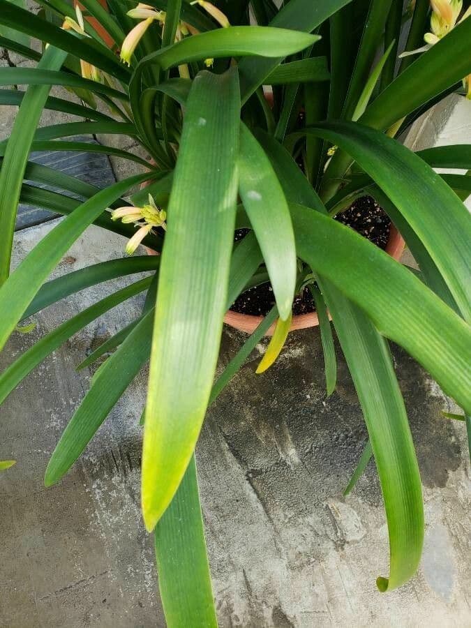 Clivia 8