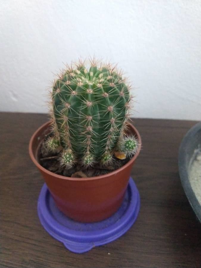 Cactus pettine 18